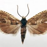 Lepidotteri - D'angelo disinfestazioni