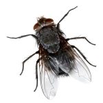 Mosca domestica - D'angelo disinfestazioni